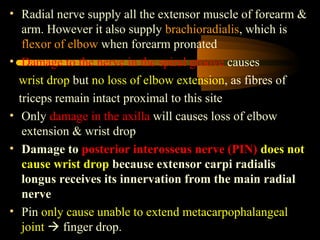 • Radial nerve supply all the extensor muscle of forearm &
   arm. However it also supply brachioradialis, which is
   flexor of elbow when forearm pronated
• Damage to the nerve in the spiral groove causes
  wrist drop but no loss of elbow extension, as fibres of
  triceps remain intact proximal to this site
• Only damage in the axilla will causes loss of elbow
   extension & wrist drop
• Damage to posterior interosseus nerve (PIN) does not
   cause wrist drop because extensor carpi radialis
   longus receives its innervation from the main radial
   nerve
• Pin only cause unable to extend metacarpophalangeal
   joint  finger drop.
 