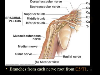 • Branches from each nerve root from C5/T1.   2
 