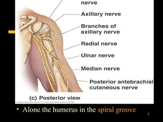 • Alone the humerus in the spiral groove
                                           3
 