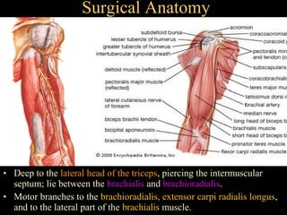 Surgical Anatomy




• Deep to the lateral head of the triceps, piercing the intermuscular
  septum; lie between the brachialis and brachioradialis.
• Motor branches to the brachioradialis, extensor carpi radialis longus,
  and to the lateral part of the brachialis muscle.
 