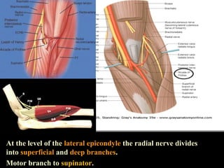 At the level of the lateral epicondyle the radial nerve divides
into superficial and deep branches.
Motor branch to supinator.
 