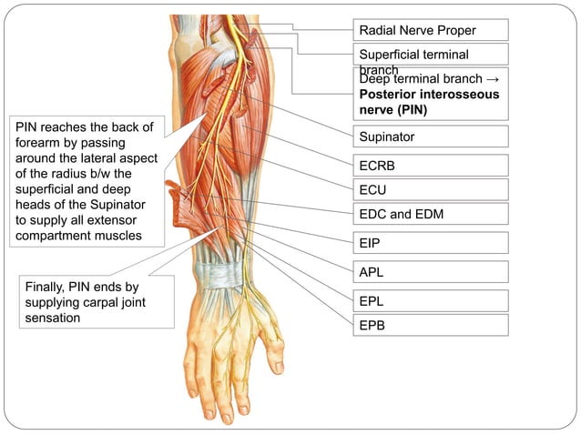 Radial Nerve Palsy PPTX Death Injury Or Military Conflict 