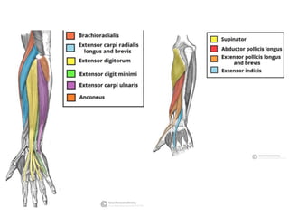 Radial nerve palsy.pptx