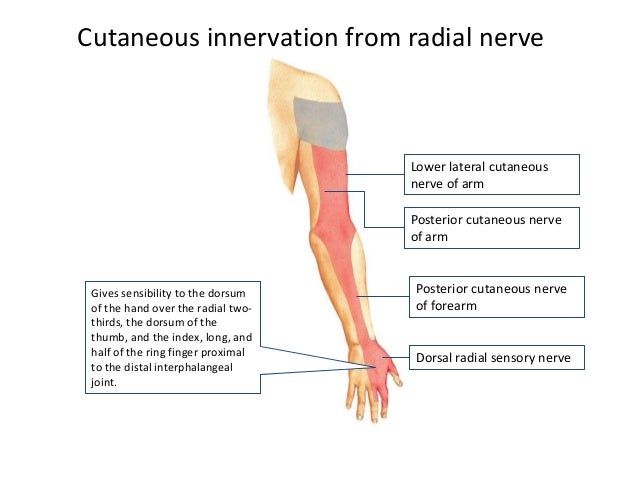 Nerve Ring With Radial Nerves Nerve Ring With Radial Nerves