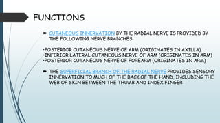 FUNCTIONS
 CUTANEOUS INNERVATION BY THE RADIAL NERVE IS PROVIDED BY
THE FOLLOWING NERVE BRANCHES:
•POSTERIOR CUTANEOUS NERVE OF ARM (ORIGINATES IN AXILLA)
•INFERIOR LATERAL CUTANEOUS NERVE OF ARM (ORIGINATES IN ARM)
•POSTERIOR CUTANEOUS NERVE OF FOREARM (ORIGINATES IN ARM)
 THE SUPERFICIAL BRANCH OF THE RADIAL NERVE PROVIDES SENSORY
INNERVATION TO MUCH OF THE BACK OF THE HAND, INCLUDING THE
WEB OF SKIN BETWEEN THE THUMB AND INDEX FINGER
 