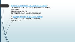 MUSCULAR BRANCHES OF THE RADIAL NERVE:
•TRICEPS BRACHII (LATERAL AND MEDIAL HEADS)
•ANCONEUS
•BRACHIORADIALIS
•EXTENSOR CARPI RADIALIS LONGUS
 DEEP BRANCH OF THE RADIAL NERVE:
•EXTENSOR CARPI RADIALIS BREVIS
•SUPINATOR
 