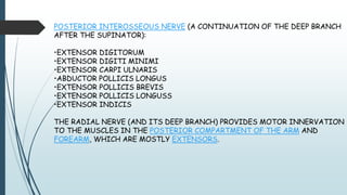 POSTERIOR INTEROSSEOUS NERVE (A CONTINUATION OF THE DEEP BRANCH
AFTER THE SUPINATOR):
•EXTENSOR DIGITORUM
•EXTENSOR DIGITI MINIMI
•EXTENSOR CARPI ULNARIS
•ABDUCTOR POLLICIS LONGUS
•EXTENSOR POLLICIS BREVIS
•EXTENSOR POLLICIS LONGUSS
•EXTENSOR INDICIS
THE RADIAL NERVE (AND ITS DEEP BRANCH) PROVIDES MOTOR INNERVATION
TO THE MUSCLES IN THE POSTERIOR COMPARTMENT OF THE ARM AND
FOREARM, WHICH ARE MOSTLY EXTENSORS.
 