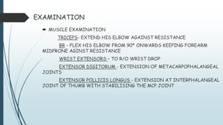 EXAMINATION
 MUSCLE EXAMINATION
TRICEPS- EXTEND HIS ELBOW AGAINST RESISTANCE
BR - FLEX HIS ELBOW FROM 90* ONWARDS KEEPING FOREARM
MIDPRONE AGINST RESISTANCE
WRIST EXTENSORS – TO R/O WRIST DROP
EXTENSOR DIGITORUM - EXTENSION OF METACARPOPHALANGEAL
JOINTS
EXTENSOR POLLICIS LONGUS - EXTENSION AT INTERPHALANGEAL
JOINT OF THUMB WITH STABILISING THE MCP JOINT
 