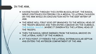 IN THE ARM,
 HAVING PASSED THROUGH THIS INTER MUSCULAR GAP, THE RADIAL
NERVE CONTINUES POSTERIORLY IN A MEDIAL TO LATERAL FASHION
ON THE ARM WHILE IN CONJUNCTION WITH THE DEEP ARTERY OF
ARM.
 THE NERVE WILL FIRST GIVE OFF BRANCHES TO THE MEDIAL HEAD OF
THE TRICEPS BRACHII AND THEN ENTER A GROOVE ON THE HUMERUS,
THE RADIAL SULCUS ,WHERE IT INNERVATES THE LATERAL HEAD OF
THE TRICEPS.
 THEN THE RADIAL NERVE EMERGES FROM THE RADIAL GROOVE ON
THE LATERAL ASPECT OF THE HUMERUS.
 AT THIS POINT, IT PIERCES THE LATERAL INTERMUSCULAR SEPTUM
AND ENTERS THE ANTERIOR COMPARTMENT OF THE ARM.
 