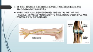  IT THEN COURSES INFERIORLY BETWEEN THE BRACHIALIS AND
BRACHIORADIALIS MUSCLES.
 WHEN THE RADIAL NERVE REACHES THE DISTAL PART OF THE
HUMERUS, IT PASSES ANTERIORLY TO THE LATERAL EPICONDYLE AND
CONTINUES IN THE FOREARM
 
