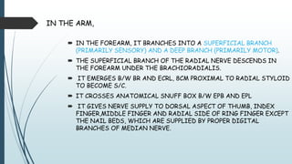 IN THE ARM,
 IN THE FOREARM, IT BRANCHES INTO A SUPERFICIAL BRANCH
(PRIMARILY SENSORY) AND A DEEP BRANCH (PRIMARILY MOTOR).
 THE SUPERFICIAL BRANCH OF THE RADIAL NERVE DESCENDS IN
THE FOREARM UNDER THE BRACHIORADIALIS.
 IT EMERGES B/W BR AND ECRL, 8CM PROXIMAL TO RADIAL STYLOID
TO BECOME S/C.
 IT CROSSES ANATOMICAL SNUFF BOX B/W EPB AND EPL
 IT GIVES NERVE SUPPLY TO DORSAL ASPECT OF THUMB, INDEX
FINGER,MIDDLE FINGER AND RADIAL SIDE OF RING FINGER EXCEPT
THE NAIL BEDS, WHICH ARE SUPPLIED BY PROPER DIGITAL
BRANCHES OF MEDIAN NERVE.
 