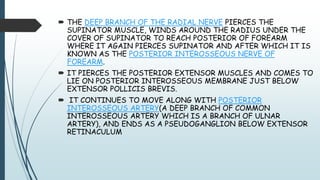  THE DEEP BRANCH OF THE RADIAL NERVE PIERCES THE
SUPINATOR MUSCLE, WINDS AROUND THE RADIUS UNDER THE
COVER OF SUPINATOR TO REACH POSTERIOR OF FOREARM
WHERE IT AGAIN PIERCES SUPINATOR AND AFTER WHICH IT IS
KNOWN AS THE POSTERIOR INTEROSSEOUS NERVE OF
FOREARM.
 IT PIERCES THE POSTERIOR EXTENSOR MUSCLES AND COMES TO
LIE ON POSTERIOR INTEROSSEOUS MEMBRANE JUST BELOW
EXTENSOR POLLICIS BREVIS.
 IT CONTINUES TO MOVE ALONG WITH POSTERIOR
INTEROSSEOUS ARTERY(A DEEP BRANCH OF COMMON
INTEROSSEOUS ARTERY WHICH IS A BRANCH OF ULNAR
ARTERY), AND ENDS AS A PSEUDOGANGLION BELOW EXTENSOR
RETINACULUM
 