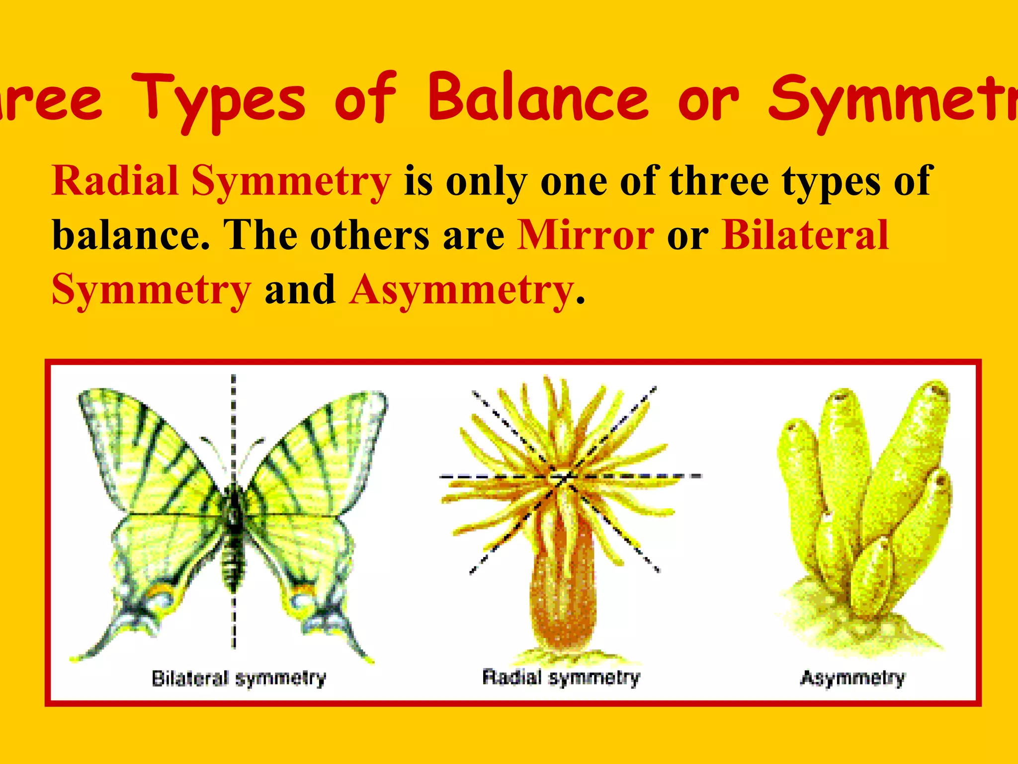 Bilateral Symmetry And Radial Symmetry