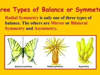 Three Types of Balance or Symmetry Radial Symmetry  is only one of three types of balance. The others are  Mirror  or  Bilateral Symmetry  and  Asymmetry . 