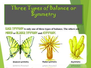 Three Types of Balance or
Symmetry
Radial Symmetry is only one of three types of balance. The others are
Mirror or Bilateral Symmetry and Asymmetry.
 