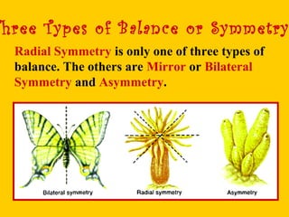 Three Types of Balance or Symmetry
Radial Symmetry is only one of three types of
balance. The others are Mirror or Bilateral
Symmetry and Asymmetry.
 