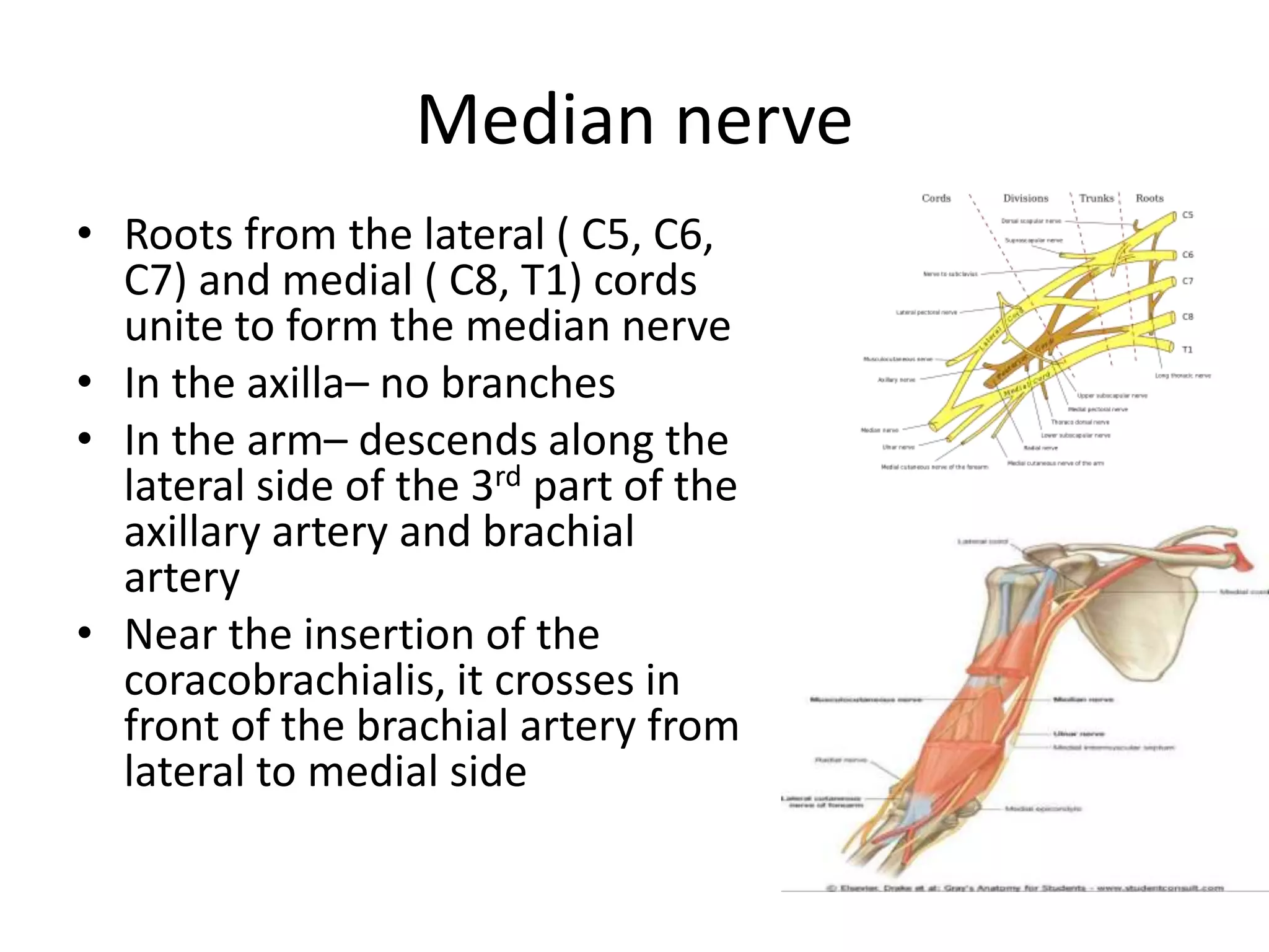 Radial, ulnar and median nerve injuries | PPTX