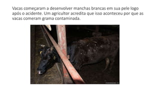 Vacas começaram a desenvolver manchas brancas em sua pele logo
após o acidente. Um agricultor acredita que isso aconteceu por que as
vacas comeram grama contaminada.
 