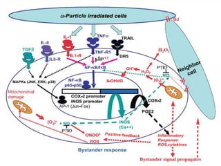 Radiation induced bystander effect | PPTX
