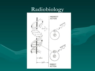 Radiobiology 