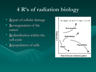 4 R’s of radiation biology R epair of cellular damage R eoxygenation of the tumor R edistribution within the cell cycle R epopulation of cells 