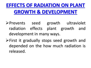 EFFECTS OF RADIATION ON PLANT
GROWTH & DEVELOPMENT
Prevents seed growth ultraviolet
radiation effects plant growth and
development in many ways.
First it gradually stops seed growth and
depended on the how much radiation is
released.
 