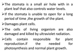 The stomata is a small air hole with in a
plant leaf that also controls water levels.
If the stomata is unable to open for a long
period of time ,the growth of the plant.
Damages plant cells.
The cells of living organism are also
damaged and killed by ultraviolet radiation.
Cells contain responsible for plant
reproduction.if the needed for
photosynthesis and normal plant growth.
 