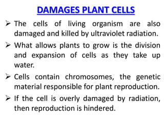 DAMAGES PLANT CELLS
 The cells of living organism are also
damaged and killed by ultraviolet radiation.
 What allows plants to grow is the division
and expansion of cells as they take up
water.
 Cells contain chromosomes, the genetic
material responsible for plant reproduction.
 If the cell is overly damaged by radiation,
then reproduction is hindered.
 