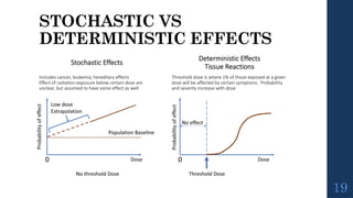 Jacoby Roth Deterministic Effects RADIATION BIOLOGY. . | PPTX