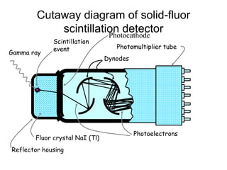 Cutaway diagram of solid-fluor
scintillation detector
Gamma ray
Scintillation
event
Reflector housing
Fluor crystal NaI (Tl)
Photocathode
Photoelectrons
Dynodes
Photomultiplier tube
 