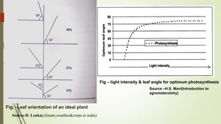 Fig: -Leaf orientation of an ideal plant
Fig – light intensity & leaf angle for optimum photosynthesis
Source –H.S. Mavi(Introduction to
agrometerolohy)
Source-D. Lenka(climate,weather&crops in india)
 