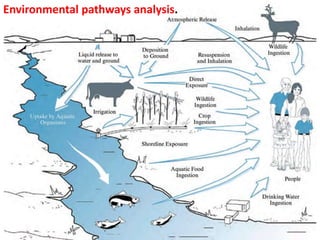 Environmental pathways analysis.
 