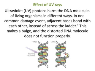Effect of UV rays
Ultraviolet (UV) photons harm the DNA molecules
of living organisms in different ways. In one
common damage event, adjacent bases bond with
each other, instead of across the ladder." This
makes a bulge, and the distorted DNA molecule
does not function properly.
 