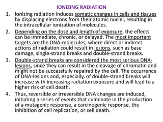IONIZING RADIATION
1. lonizing radiation induces somatic changes in cells and tissues
by displacing electrons from their atomic nuclei, resulting in
the intracellular ionization of molecules.
2. Depending on the dose and length of exposure, the effects
can be immediate, chronic, or delayed. The most important
targets are the DNA-molecules, where direct or indirect
actions of radiation could result in lesions, such as base
damage, single-strand breaks and double-strand breaks.
3. Double-strand breaks are considered the most serious DNA-
lesions, since they can result in the cleavage of chromatin and
might not be successfully repaired by the cell. The occurrence
of DNA-lesions and, especially, of double-strand breaks will
increase with increasing radiation exposure and will lead to a
higher risk of cell death.
4. Thus, reversible or irreversible DNA changes are induced,
initiating a series of events that culminate in the production
of a mutagenic response, a carcinogenic response, the
inhibition of cell replication, or cell death.
 