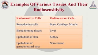 Radiosensitive Tissues Radiation protection course for radiologists Lecture 3 | PDF