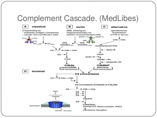 radiation toxicity complement system activation complement cascade
