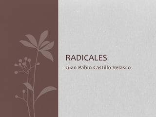Juan Pablo Castillo Velasco
RADICALES
 