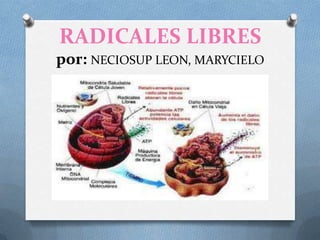 RADICALES LIBRES
por: NECIOSUP LEON, MARYCIELO
 