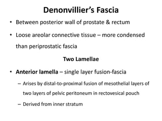 Denonvillier’s Fascia
• Between posterior wall of prostate & rectum
• Loose areolar connective tissue – more condensed
than periprostatic fascia
Two Lamellae
• Anterior lamella – single layer fusion-fascia
– Arises by distal-to-proximal fusion of mesothelial layers of
two layers of pelvic peritoneum in rectovesical pouch
– Derived from inner stratum
 