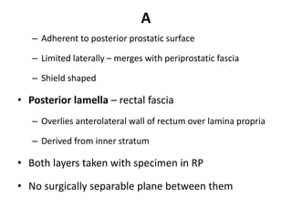 A
– Adherent to posterior prostatic surface
– Limited laterally – merges with periprostatic fascia
– Shield shaped
• Posterior lamella – rectal fascia
– Overlies anterolateral wall of rectum over lamina propria
– Derived from inner stratum
• Both layers taken with specimen in RP
• No surgically separable plane between them
 