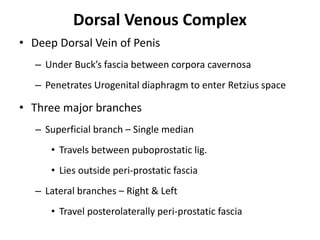 Dorsal Venous Complex
• Deep Dorsal Vein of Penis
– Under Buck’s fascia between corpora cavernosa
– Penetrates Urogenital diaphragm to enter Retzius space
• Three major branches
– Superficial branch – Single median
• Travels between puboprostatic lig.
• Lies outside peri-prostatic fascia
– Lateral branches – Right & Left
• Travel posterolaterally peri-prostatic fascia
 