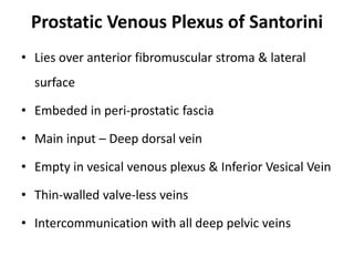 Prostatic Venous Plexus of Santorini
• Lies over anterior fibromuscular stroma & lateral
surface
• Embeded in peri-prostatic fascia
• Main input – Deep dorsal vein
• Empty in vesical venous plexus & Inferior Vesical Vein
• Thin-walled valve-less veins
• Intercommunication with all deep pelvic veins
 
