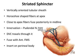 Striated Sphincter
• Vertically oriented tubular sheath
• Horseshoe shaped fibers at apex
• Close to apex fibers fuse posteriorly in midline
• Innervation – Pudendal N.
• DVC travels through it
• Fuse with Ant. FMS
• Insert on perineal body
 