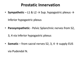 Prostatic Innervation
• Sympathetic – L1 & L2 → Sup. hypogastric plexus →
Inferior hypogastric plexus
• Parasympathetic - Pelvic Splanchnic nerves from S2,
3, 4 via Inferior hypogastric plexus
• Somatic – from sacral nerves S2, 3, 4 → supply EUS
via Pudendal N.
 