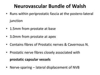 Neurovascular Bundle of Walsh
• Runs within periprostatic fascia at the postero-lateral
junction
• 1.5mm from prostate at base
• 3.0mm from prostate at apex
• Contains fibres of Prostatic nerves & Cavernous N.
• Prostatic nerve fibres closely associated with
prostatic capsular vessels
• Nerve-sparing – lateral displacement of NVB
 