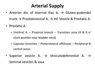 Arterial Supply
• Anterior div. of Internal Iliac A. → Gluteo-pudendal
trunk → Prostatovesical A. → Inf. Vesicle & Prostatic A.
• Prostatic A.
– Urethral A. – Proximal branch – Transition zone (4 & 8 o’
clock position near bladder neck)
– Capsular branches – Posterolateral offshoots – Peripheral &
central zones
• Superior vesicle A. → Vesiculodeferential A. →
Seminal vesicles & vasa
 