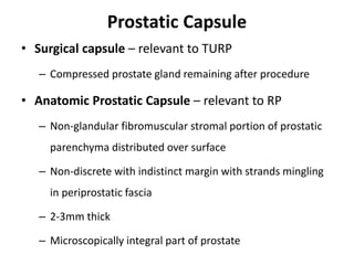 Prostatic Capsule
• Surgical capsule – relevant to TURP
– Compressed prostate gland remaining after procedure
• Anatomic Prostatic Capsule – relevant to RP
– Non-glandular fibromuscular stromal portion of prostatic
parenchyma distributed over surface
– Non-discrete with indistinct margin with strands mingling
in periprostatic fascia
– 2-3mm thick
– Microscopically integral part of prostate
 