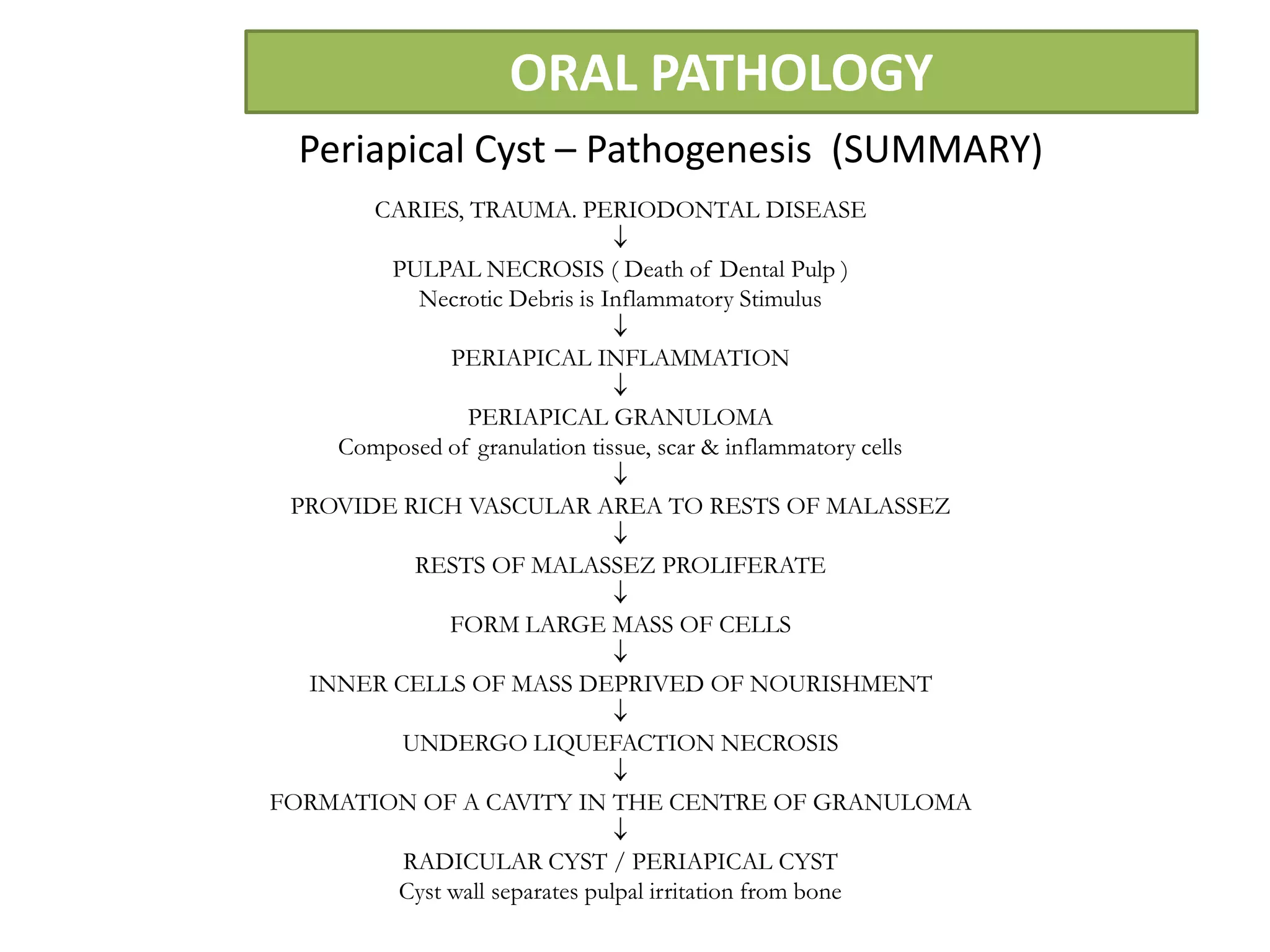 ORAL PATHOLOGY
 Periapical Cyst – Pathogenesis (SUMMARY)
       CARIES, TRAUMA. PERIODONTAL DISEASE

         PULPAL NECROSIS ( Death of Dental Pulp )
           Necrotic Debris is Inflammatory Stimulus

               PERIAPICAL INFLAMMATION

               PERIAPICAL GRANULOMA
    Composed of granulation tissue, scar & inflammatory cells

 PROVIDE RICH VASCULAR AREA TO RESTS OF MALASSEZ

           RESTS OF MALASSEZ PROLIFERATE

               FORM LARGE MASS OF CELLS

  INNER CELLS OF MASS DEPRIVED OF NOURISHMENT

          UNDERGO LIQUEFACTION NECROSIS

FORMATION OF A CAVITY IN THE CENTRE OF GRANULOMA

          RADICULAR CYST / PERIAPICAL CYST
          Cyst wall separates pulpal irritation from bone
 
