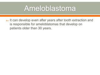  It can develop even after years after tooth extraction and
is responsible for ameloblatomas that develop on
patients older than 30 years.
 