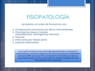 FISIOPATOLOGÍA
         Las lesiones, en orden de frecuencia, son:

   Compresiones mecánicas por discos intervertebrales
   Crecimientos óseos o tumores
    (neurofibromas, meningiomas, linfomas)
   Traumas
   Infecciones por herpes zoster
   Lesiones inflamatorias


      Las cuatro primeras raíces cervicales generalmente no presentan
    compresiones, aunque la segunda raíz cervical puede ser comprimida
     por espondilitis; las raíces más comúnmente afectadas por discos y
     crecimientos óseos son las cuatro últimas, siendo la séptima las más
                           frecuentemente involucrada
 